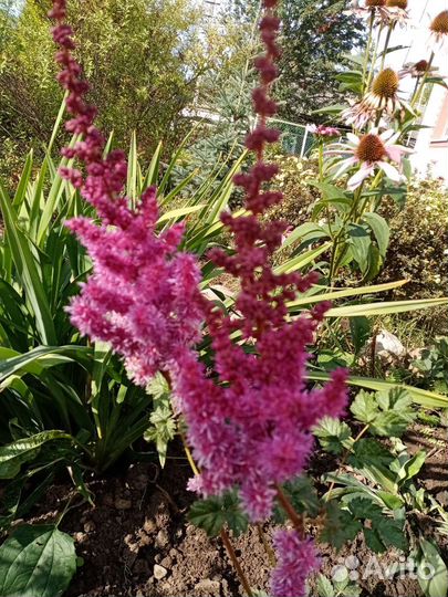 Цветы многолетние