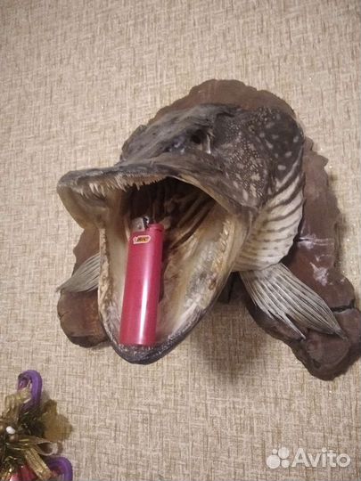 Щучья голова