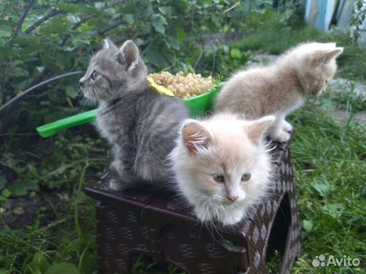 Котята в добрые руки