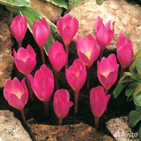 Крокусы.Луковицы под заказ