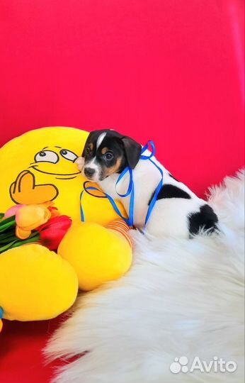 Мальчик Джек Рассел терьер