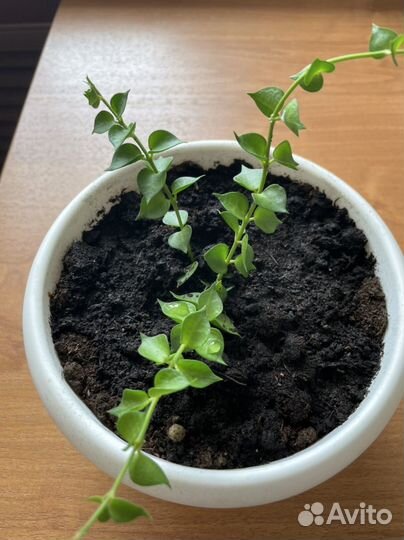 Дисхидия миллион сердец вариегата