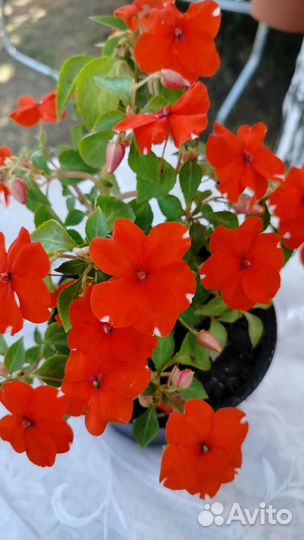 Продам бальзамин