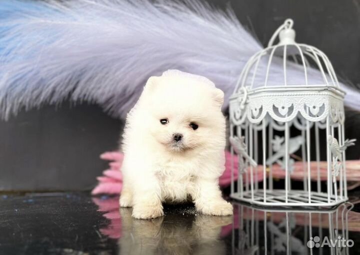 Померанский шпиц мини