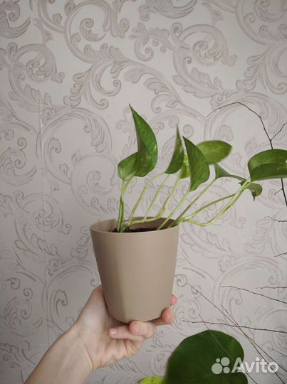 Сциндапсус