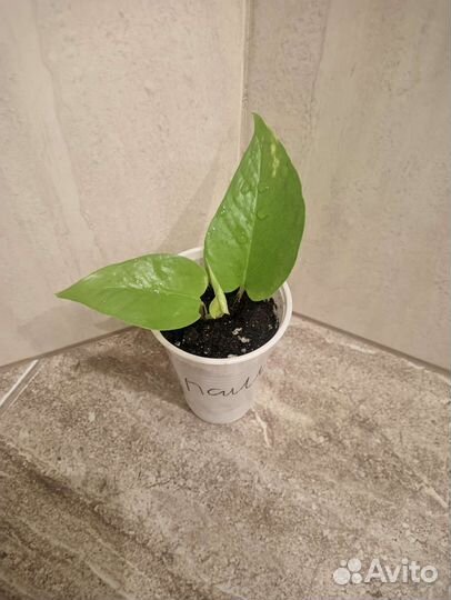 Эпипремнум Неон, Сциндапсус золотистый