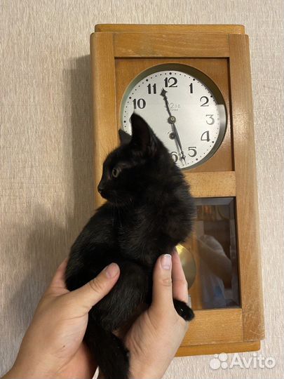 Отдам в хорошие руки черного котёнка