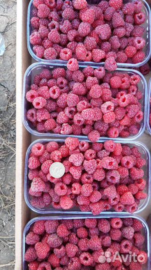 Саженцы Малины ремонтантной