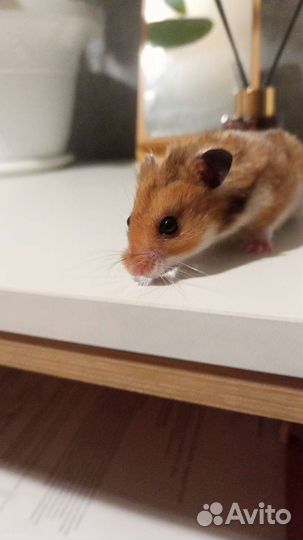 Сирийский хомяк бесплатно