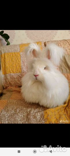 Пуховые крольчата немецкая ангора