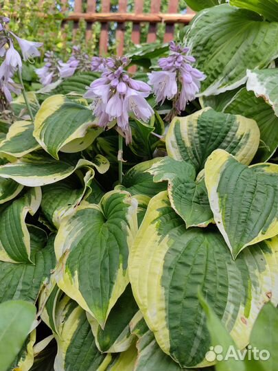 Продам хосты