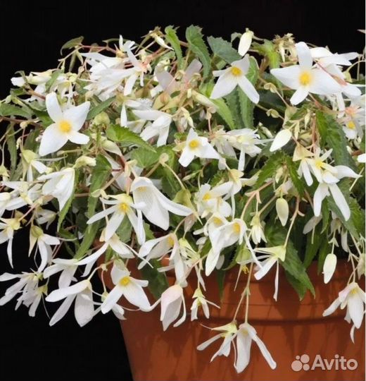 Бегония вечноцветущая махровая