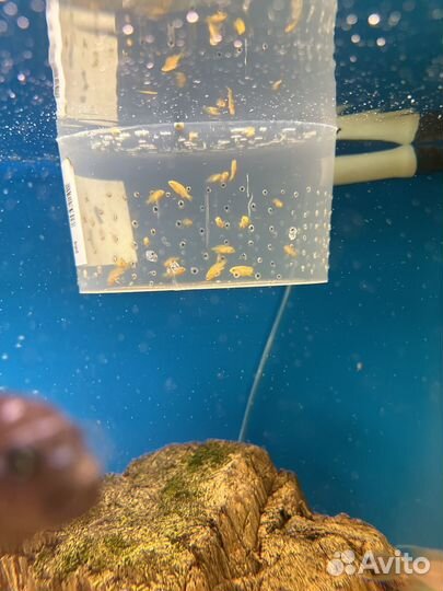 Лабидохромис Еллоу – жёлтый обитатель скал