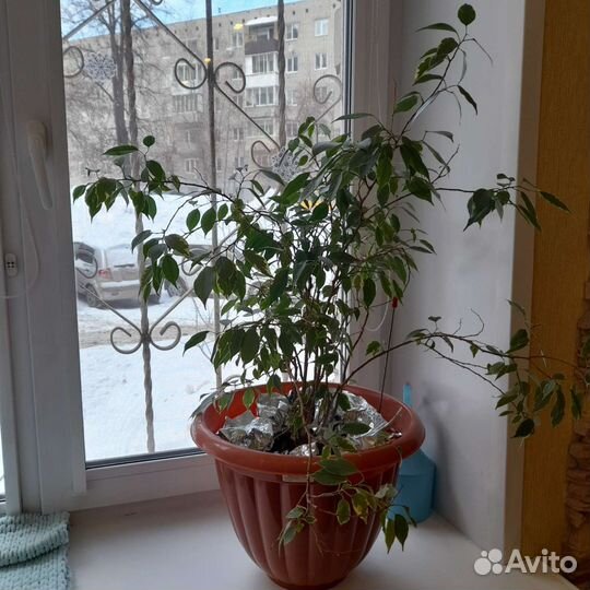 Комнатные цветы