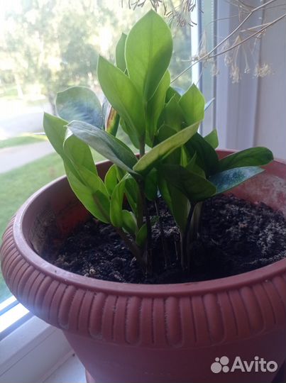 Замиокулькас