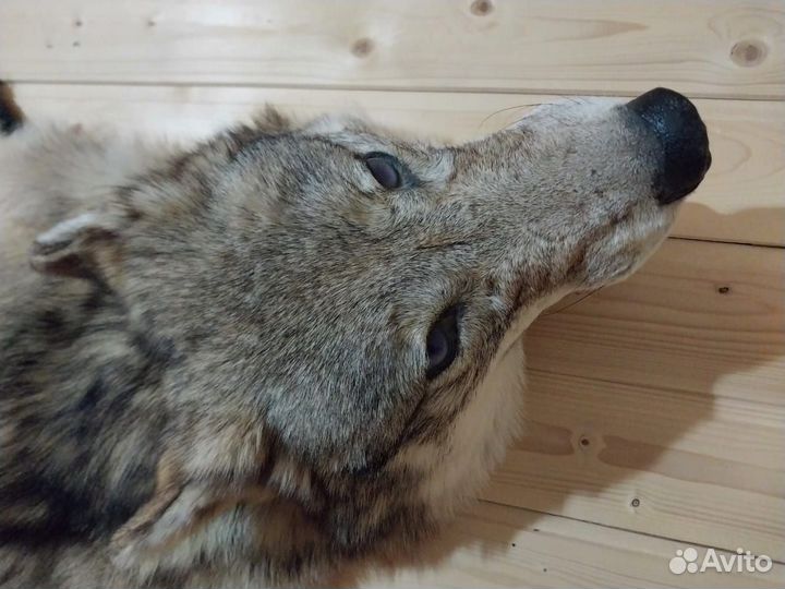 Волк/ковёр