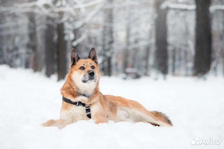 Собака Ханни в добрые руки
