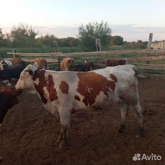 Бык и 2 телки