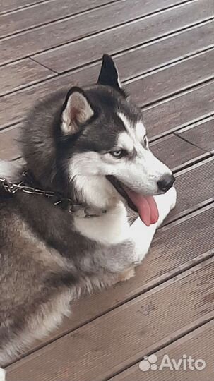 Сибирский хаски вязка