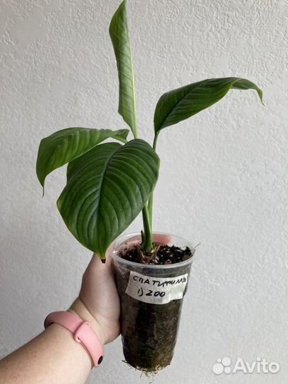 Комнатные цветы часть 2