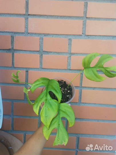 Рафидофора тетрасперма