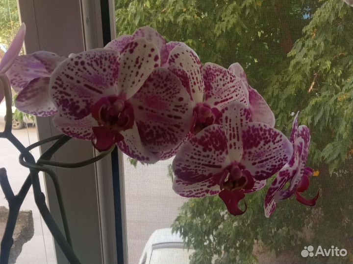 Дендробиум фаленопсис