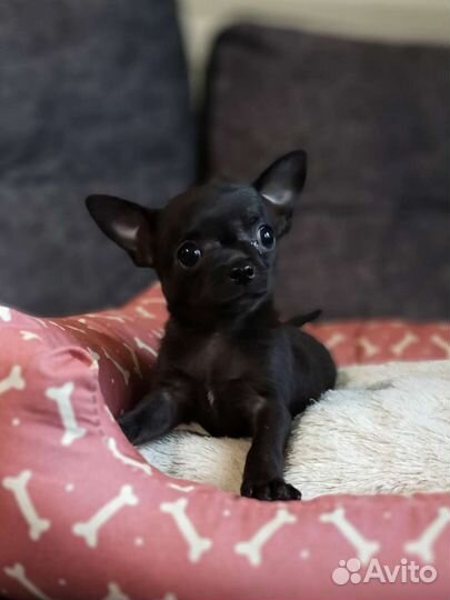 Мини чёрный мальчик чихуахуа