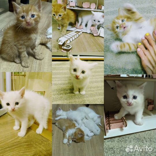 Котята от домашней кошки