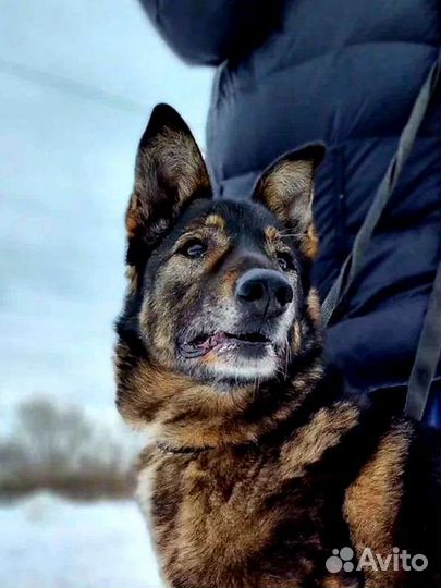 Собака в добрые руки из приюта бесплатно