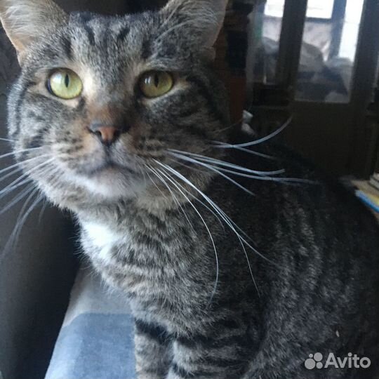 Кот Басика в добрые руки