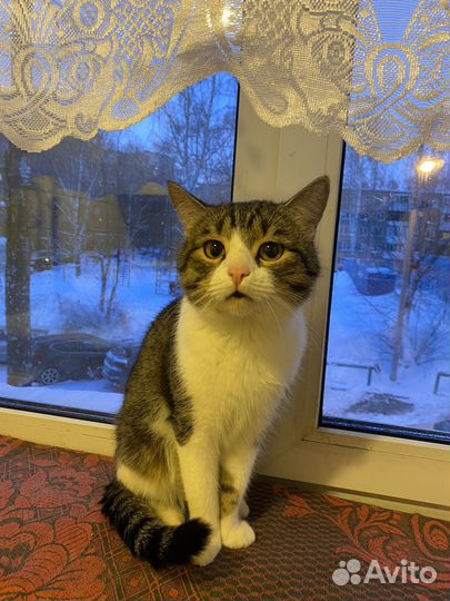 Кот в добрые руки