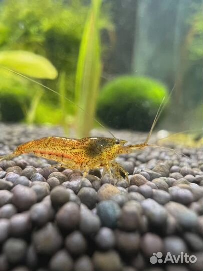 Креветочник