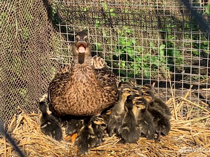 Утки подсадные