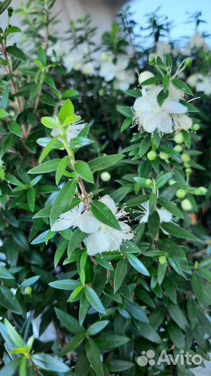 Миртовое дерево