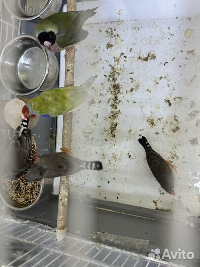 Амадины зебра