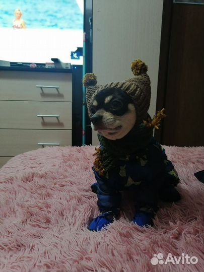 Шапка с ушками для собак мелких пород