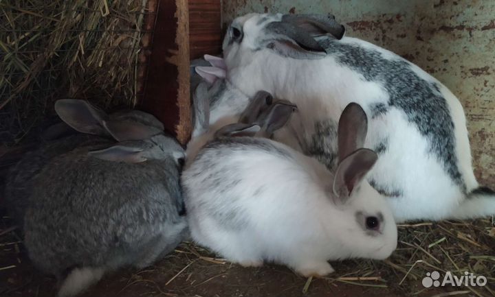 Крольчата