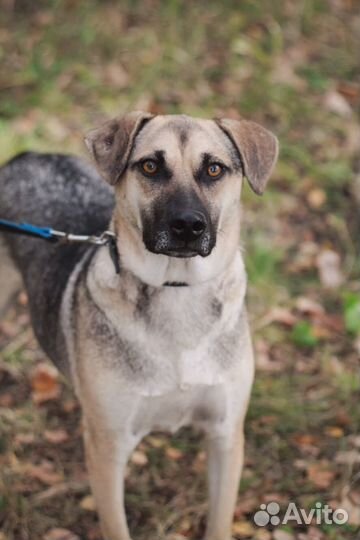 Арно собака в дар