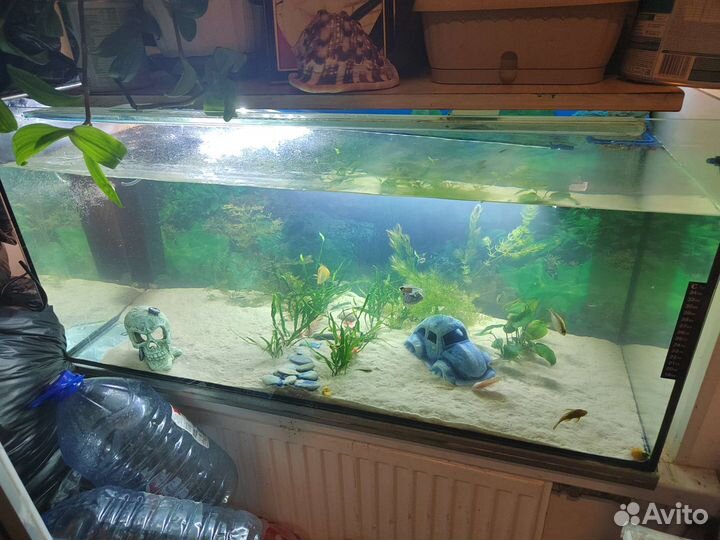 Аквариум с рыбами