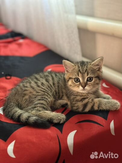Шотландская кошка