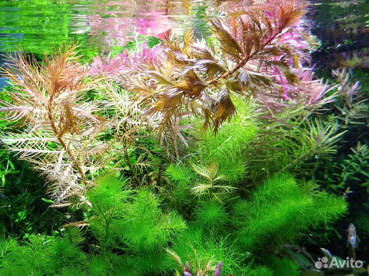 Прозерпинака палюстрис