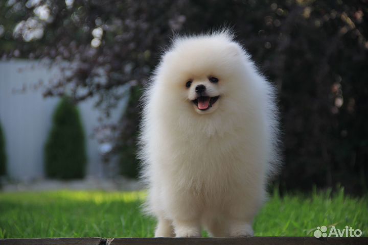 Белый мишка мальчик померанского шпица