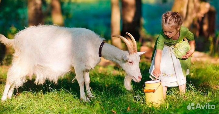 Сыр адыгейский из козьего молока (козьий)