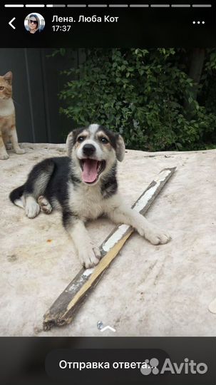 Отдаю шенка в добрые руки