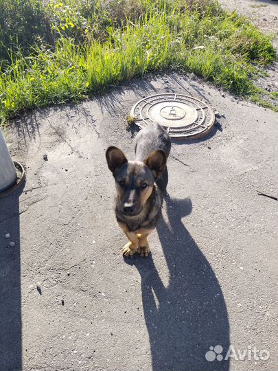 Маленький песик