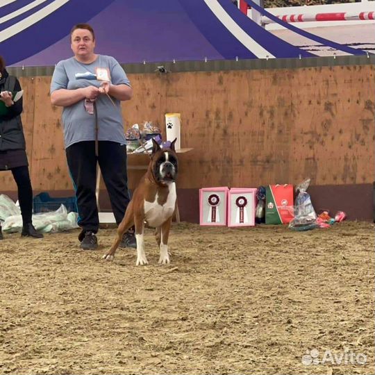 Предлагается для вязки