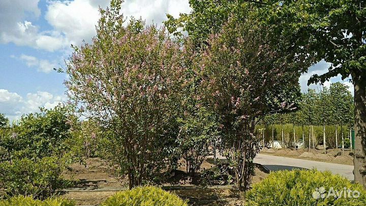 Сирень Венгерская/60-80 см ком