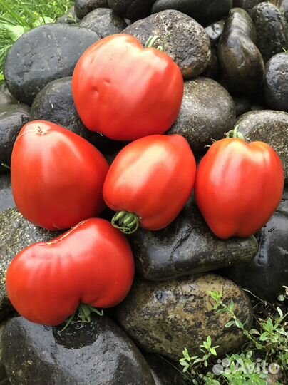 Семена томатов