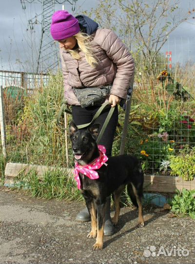 Молодая собака Рукка