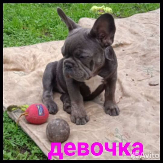 Девочка бульдожечка